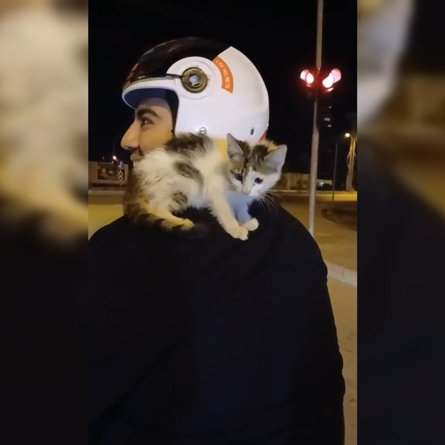 Motosiklet sürücüsü yolda bulduğu yavru kediyi sahiplenip omzunda eve götür...