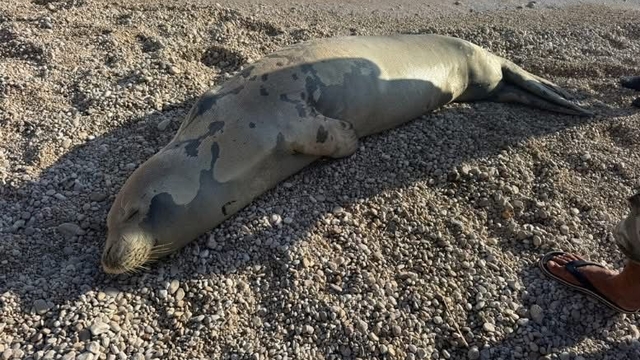 Kaş sahilinde dinlenen fok denize döndü