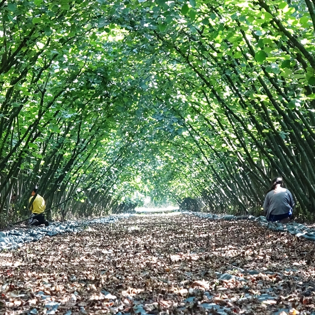 Samsun'da 63 yatırımcıya fındık hasat filesi hibesi