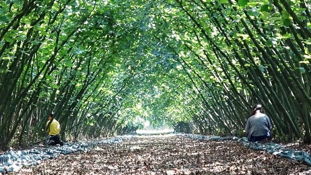 Samsun'da 63 yatırımcıya fındık hasat filesi hibesi