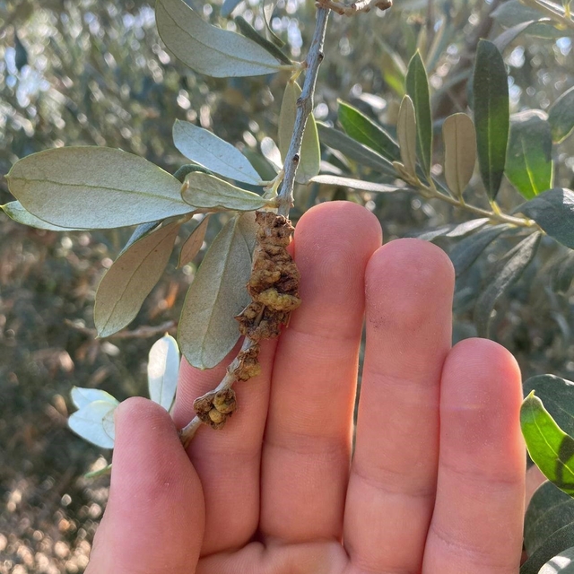 Salihli'de üreticilere zeytin dal kanseri uyarısı