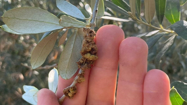 Salihli'de üreticilere zeytin dal kanseri uyarısı