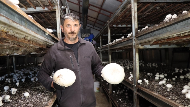 Metropol hayatını bıraktı, memleketinde mantar üretim çiftliği kurdu