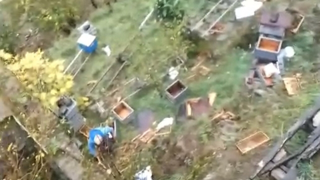 Araklı'da ayılar 50'den fazla kovanı telef etti