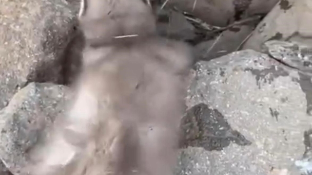 Diyarbakır'da bitkin halde bulunan gelincik, vatandaşlar tarafından görüntülendi