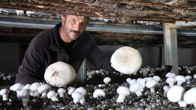 Yılın son mantar hasadı başladı