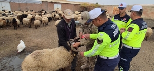 Siirt'te hayvan kazalarının önlenmesi için sürüye "reflektif bant" taktı