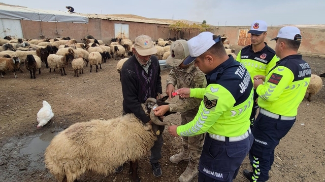 Siirt'te hayvan kazalarının önlenmesi için sürüye "reflektif bant" taktı