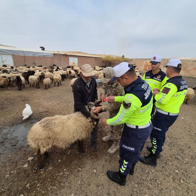 Siirt'te hayvan kazalarının önlenmesi için sürüye "reflektif bant" taktı