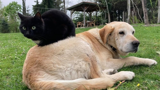 Kedi köpek maması ihracatı bin tonu geçti
Düzce'den bin 117,495 ton kedi köpek maması ihraç edildi