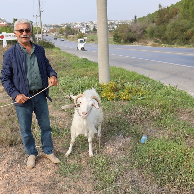 Keçileri ile tatil yapıyor