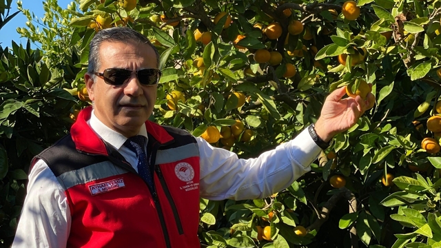 Aydın'da mandalina hasadı başladı