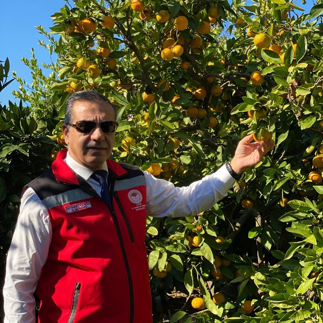 Aydın'da mandalina hasadı başladı