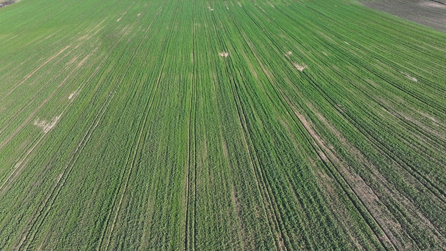 Edirne'de son dönemdeki yağışlar kanola üreticisini sevindirdi