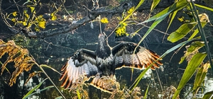 Gagasına olta takılı halde ağaca asılı kalan şahin kurtarıldı