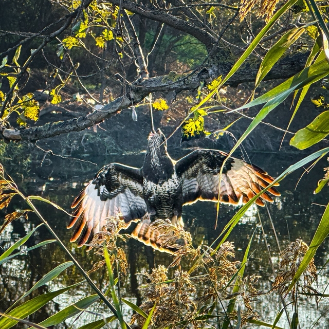 Gagasına olta takılı halde ağaca asılı kalan şahin kurtarıldı