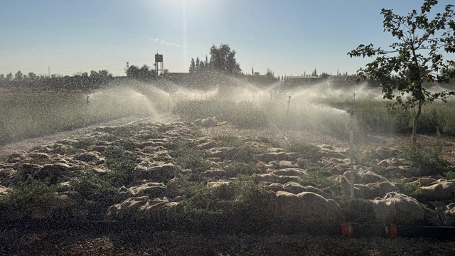 Mardin'de 2 milyon tuz çalısı fidanı üretildi