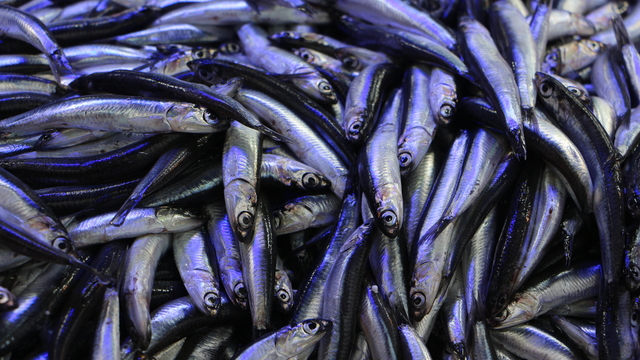 Hava soğudu, balık tezgahları hamsi ile doldu