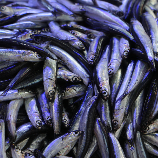 Hava soğudu, balık tezgahları hamsi ile doldu