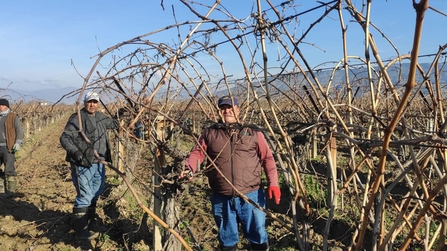 Sarıgöl'de bağ budama işçi ücretleri belli oldu