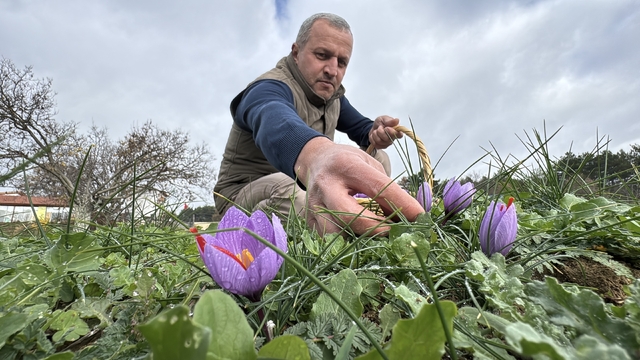 Soğuk ve yağışlı hava 'dünyanın en pahalı baharatı'nda hasat süresini uzattı
Safran üreticisi İsmail Yılmaz: "Yağmurdan sonra yeniden çiçeklenmeye başladı"
