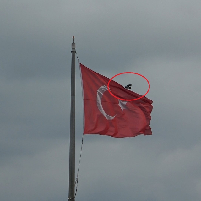 Karganın Türk bayrağı inadı