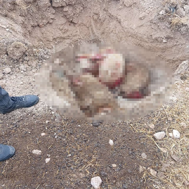 Şanlıurfa'da başıboş köpek dehşeti: 5 koyun telef oldu