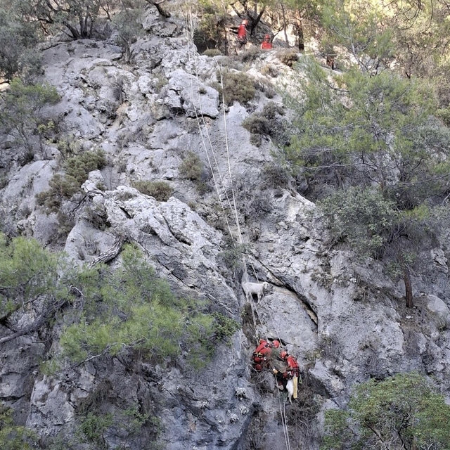 Fethiye'de kayalıkta mahsur kalan 4 keçiyi, AKUT kurtardı