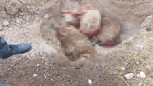 Şanlıurfa'da başıboş köpek dehşeti: 5 koyun telef oldu