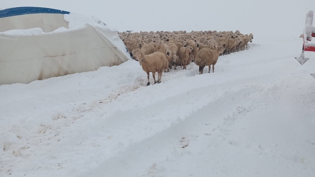 Üzerindeki karın ağırlığını taşıyamayan çadır çöktü, 8 koyun öldü
