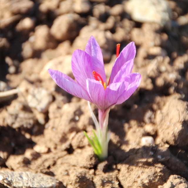 Honaz Belediyesi Yerel Tohum Merkezi'nde safran soğanları filizlenmeye başl...