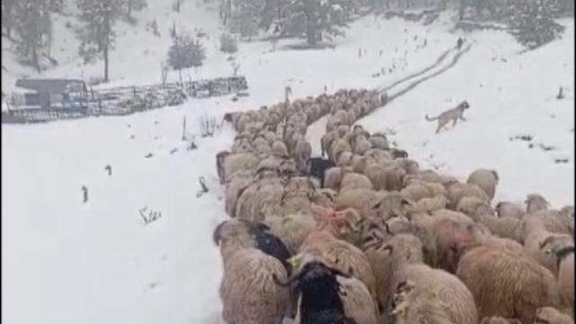 Ordu'da yoğun kar, çobanlara ve sürüye zor anlar yaşattı