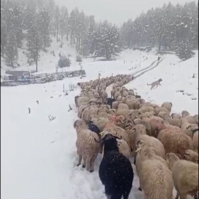 Ordu'da yoğun kar, çobanlara ve sürüye zor anlar yaşattı