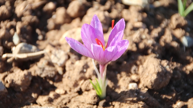 Honaz Belediyesi Yerel Tohum Merkezi'nde safran soğanları filizlenmeye başladı
Honaz Belediye Başkanı Yüksek Kepenek;
"Honaz'a katma değeri yüksek bir ürün kazandırmanın gururunu yaşıyoruz"
"Honaz'ın geleceği, üreten insanlarımızla birlikte daha da güzelleşecek"