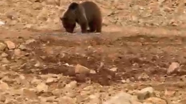Yol kenarındaki ayıya 'hamsi' ziyafeti verdiler