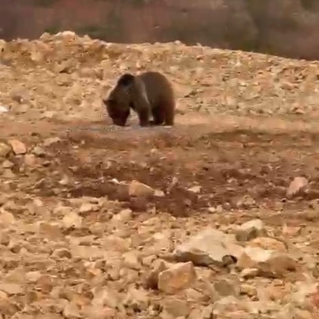 Yol kenarındaki ayıya 'hamsi' ziyafeti verdiler