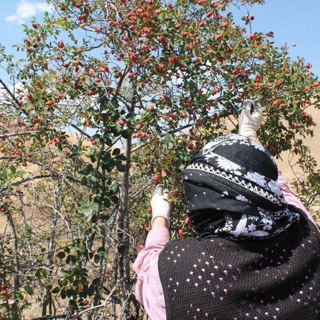 Dağların kırmızı hazinesi kuşburnu için hasat zamanı