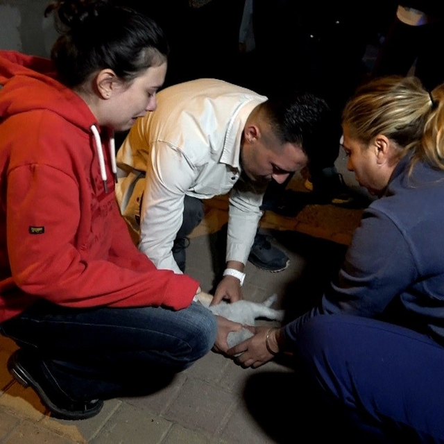 Antalya'daki yangında 2 kedi telef oldu, sahipleri gözyaşlarına boğuldu
Ked...
