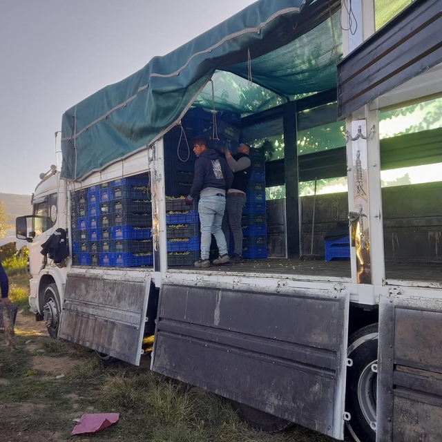 Sarıgöl'de örtüaltı üzüm hasadı devam ediyor