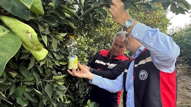 Narenciyede hasat başladı, Akdeniz meyve sineği ile mücadele hız kazandı
Adana'da narenciyede hasadın başlamasıyla birlikte, ağaç diplerine dökülen ve ağaçta kalan üründen kaynaklanan Akdeniz meyve sineği tehlikesiyle mücadele hız kazandı