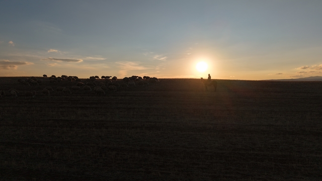 Medya dünyasından hayvancılığa: İstanbul stresini bırakıp köyde huzuru buldu
