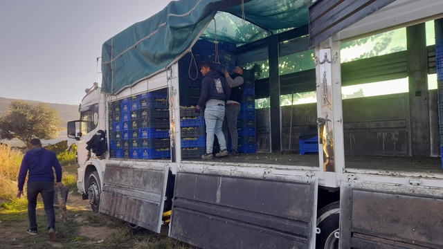 Sarıgöl'de örtüaltı üzüm hasadı devam ediyor