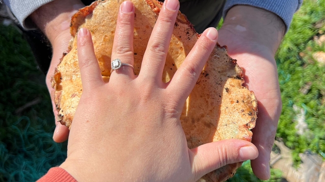 Kaş'ta ormanlık alandan toplanan mantar geçim kapısı oldu