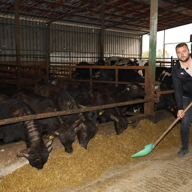 Kocaeli'de manda sayısı artıyor