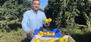 Finike'de portakal sezonu başladı, 250 bin ton rekolte bekleniyor
Üreticide...