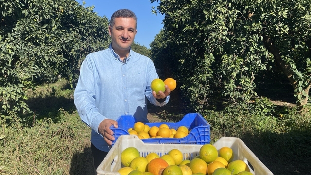 Finike'de portakal sezonu başladı, 250 bin ton rekolte bekleniyor
Üreticiden dalında çıkış fiyatı büyüklüğüne göre 22 ile 30 lira arasında değişiyor