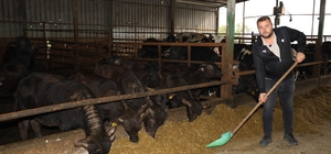 Kocaeli'de manda sayısı artıyor