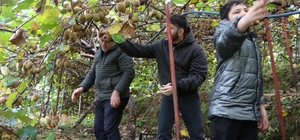 İran'dan gelen kivi fiyatları ucuzlatıyor