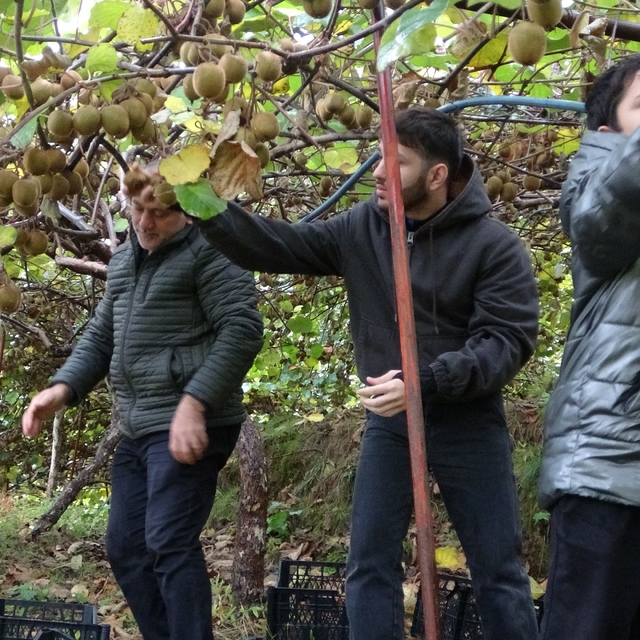 İran'dan gelen kivi fiyatları ucuzlatıyor