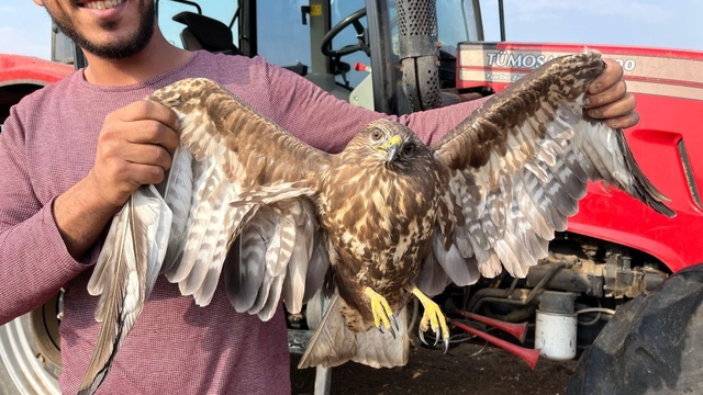 Hasadı bıraktı şahinin yardımına koştu
Adana'nın Ceyhan ilçesinde yer fıstığı hasadı yapan bir çiftçi, tarlada uçamayan bir şahin görünce hasadı bırakıp onun yardımına koştu